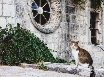 Cat on wall