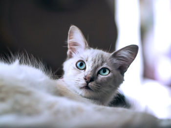 Close-up portrait of a cat