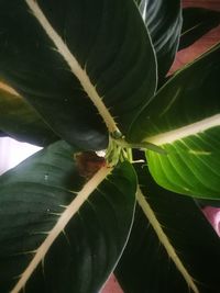 Close-up of insect on plant