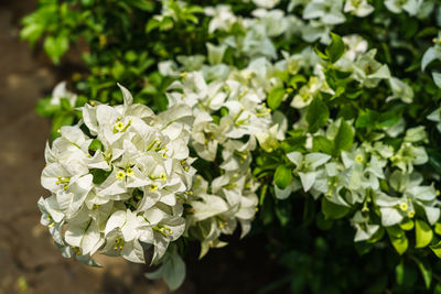 Close-up of white flowering plants