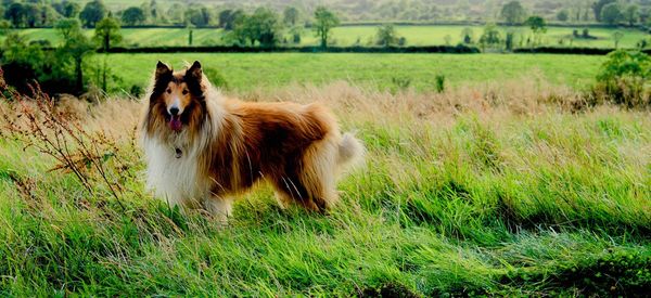 View of dog on field