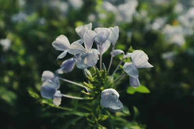 Close-up of white flowering plant