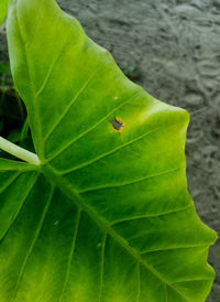 High angle view of insect on leaf