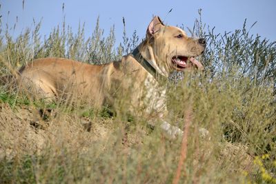 View of a dog in the field