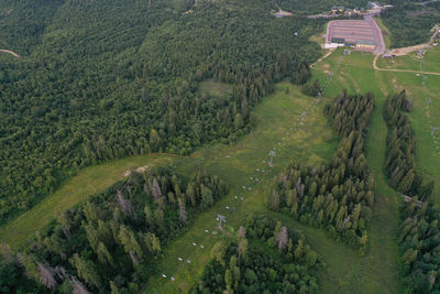 High angle view of trees on field