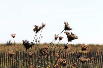 Flowers growing in field