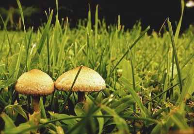 Close-up of mushroom growing on field