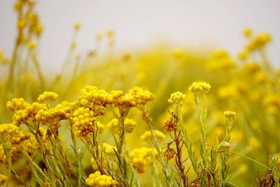 Close-up of yellow flowering plants on field