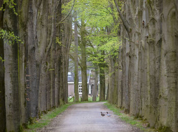 Road amidst trees in forest