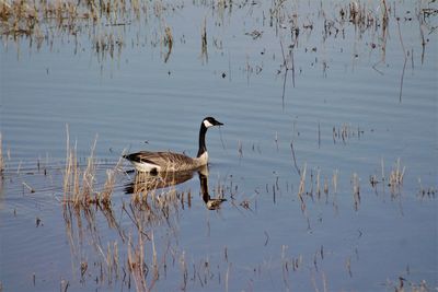 Birds swimming in lake