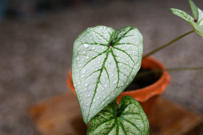 Close-up of leaf