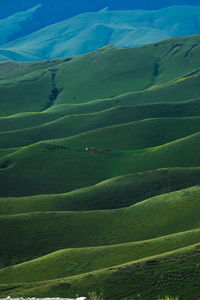 High angle view of agricultural field