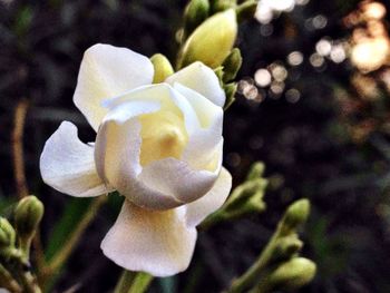 Close-up of white flowers