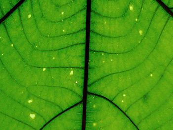 Full frame shot of leaf