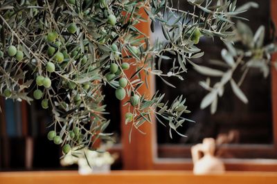 Close-up of potted plant