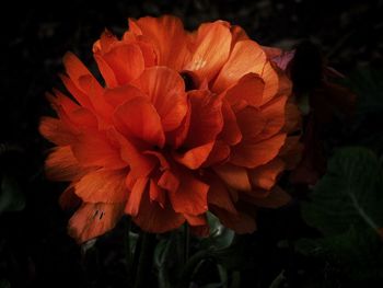 Close-up of red rose flower