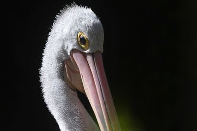 Close-up of pelican