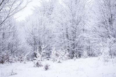 View of snow covered landscape