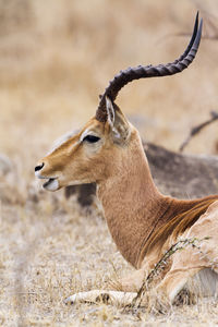 Close-up of antelope resting on field