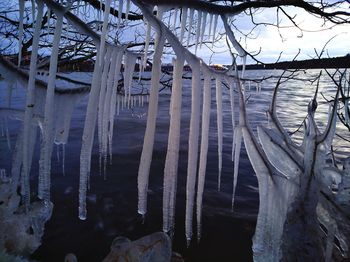 Close-up of icicles hanging on tree