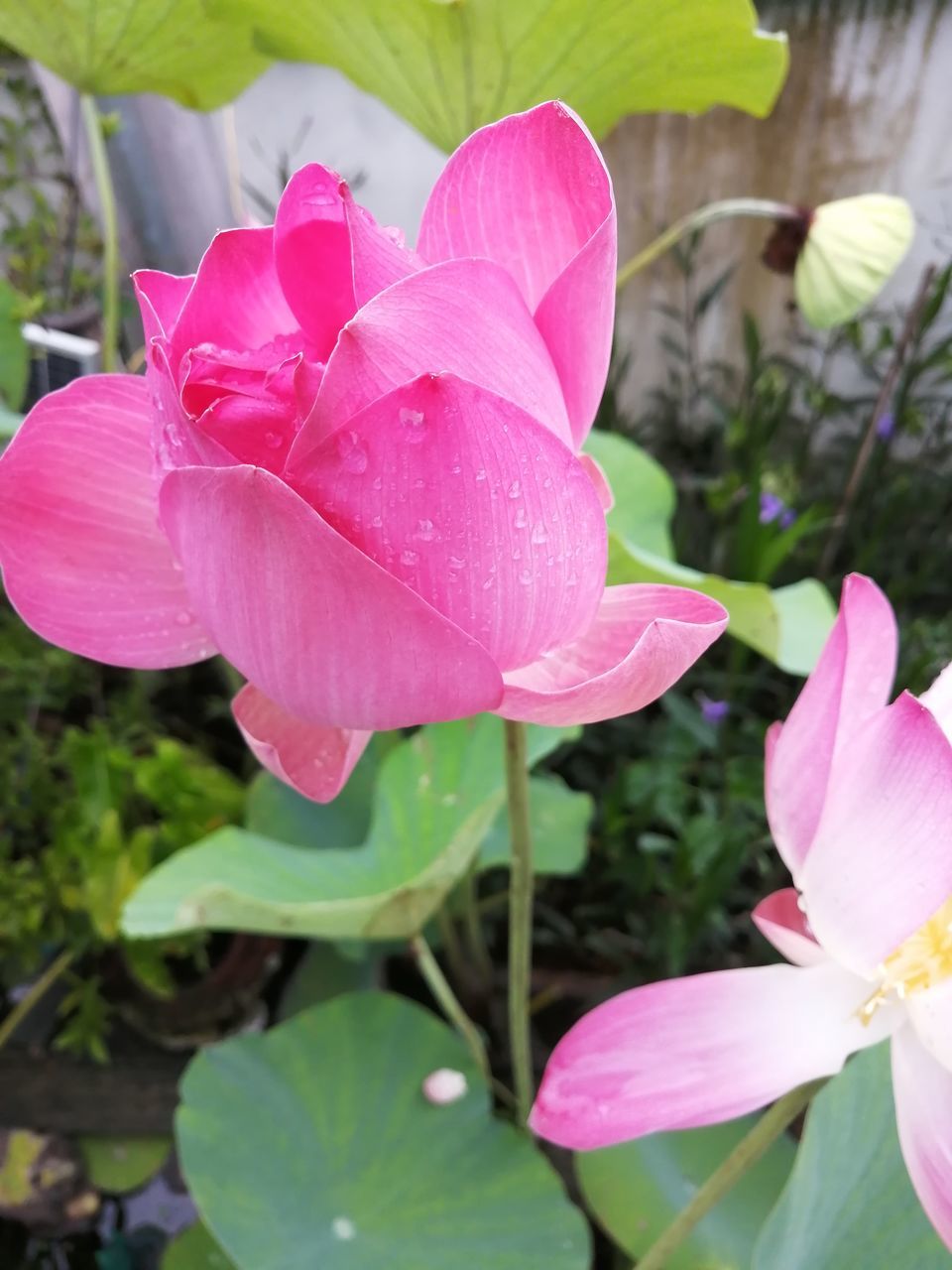 CLOSE-UP OF PINK FLOWER WITH WATER DROPS ON PLANT