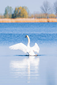 Swan swimming in lake