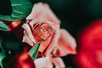 Close-up of rose roses