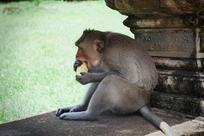 Monkey sitting on stone in zoo