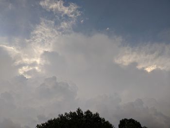 Low angle view of tree against sky