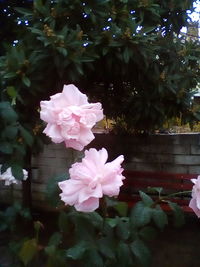 Pink flowers in water