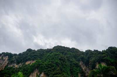 Low angle view of trees against sky