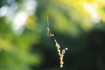 Close-up of plant against blurred background