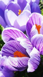 Close-up of purple flowers