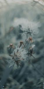 Close-up of wilted plant