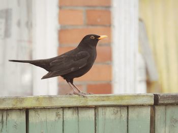 Close-up of bird perching on retaining wall