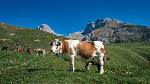 Cow grazing in the mountains in the province of bergamo italy