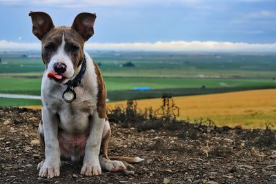 Dog standing on field