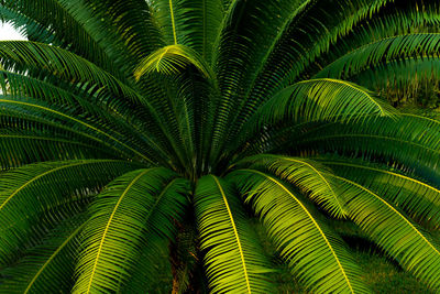 Full frame shot of palm tree