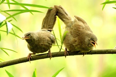 Close-up of garden bablers perching on branch