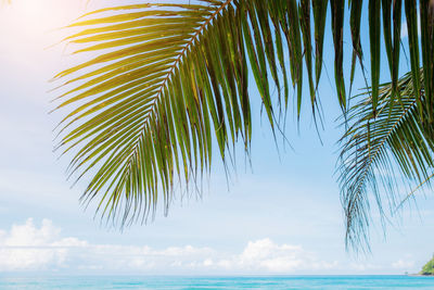 Palm tree by sea against sky