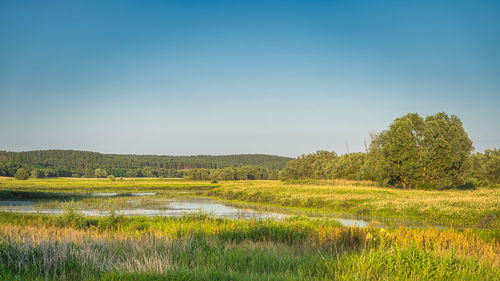 Scenic view of field against clear sky