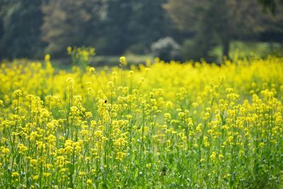 Yellow flowers growing in field