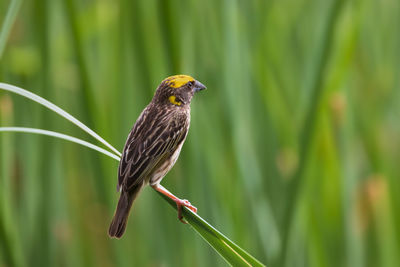 Streaked weaver. beautiful bird in thailand