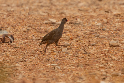 Side view of birds on land