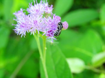 Close-up of insect on pink flower