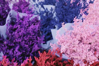 High angle view of pink flowering plant