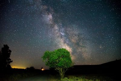 Trees against sky at night