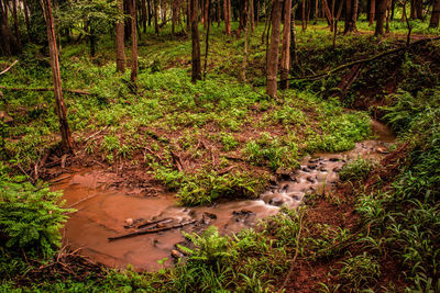 Plants growing on field in forest