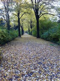 Road amidst trees during autumn