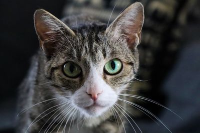 Close-up portrait of a cat